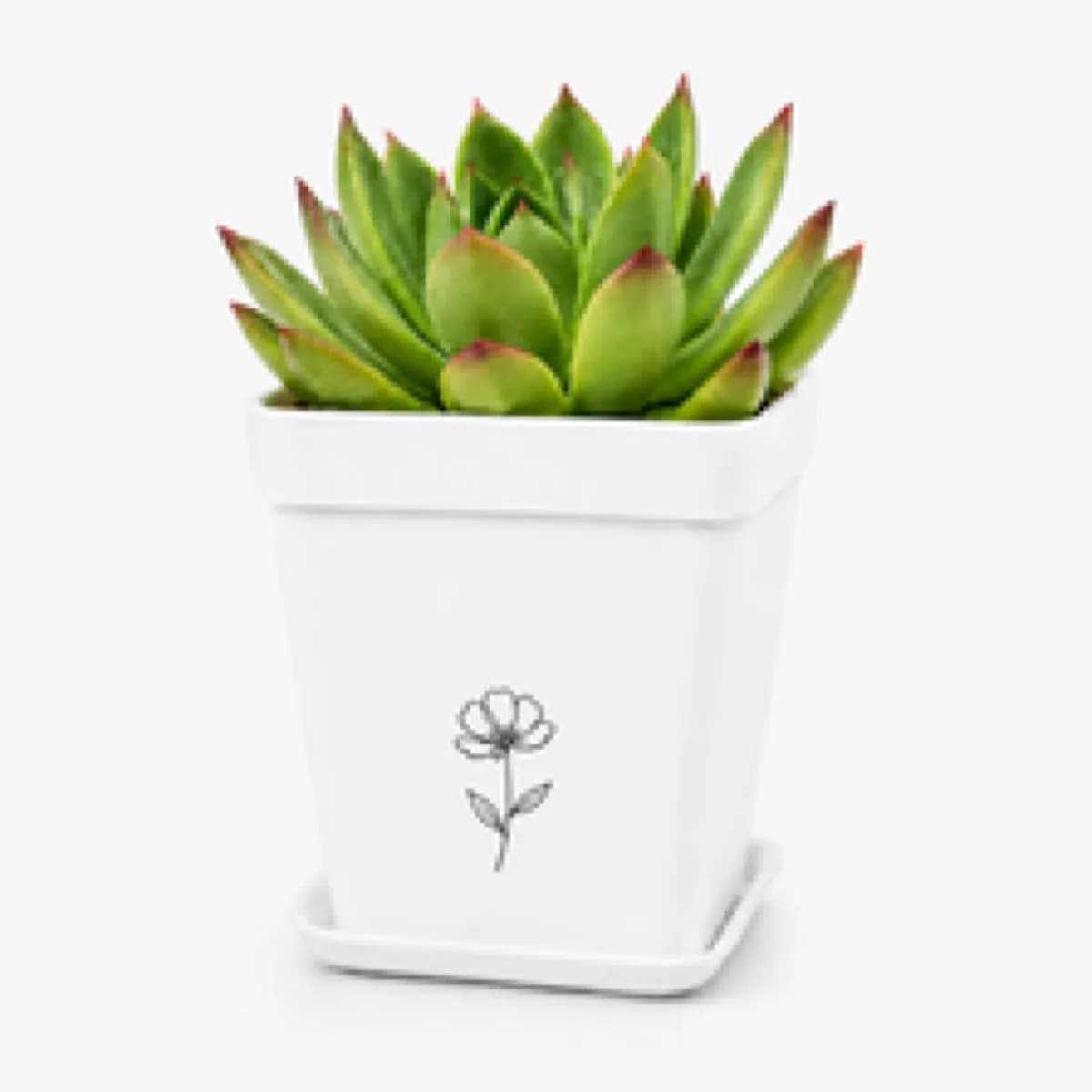Potted succulent in a white ceramic pot, a take-home favor from a plant-your-own event station